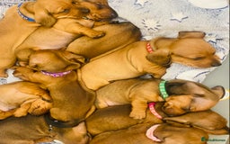 Dachshund dogs for stud: Kc registered standard smooth stud  in Newton Abbot - Image 32
