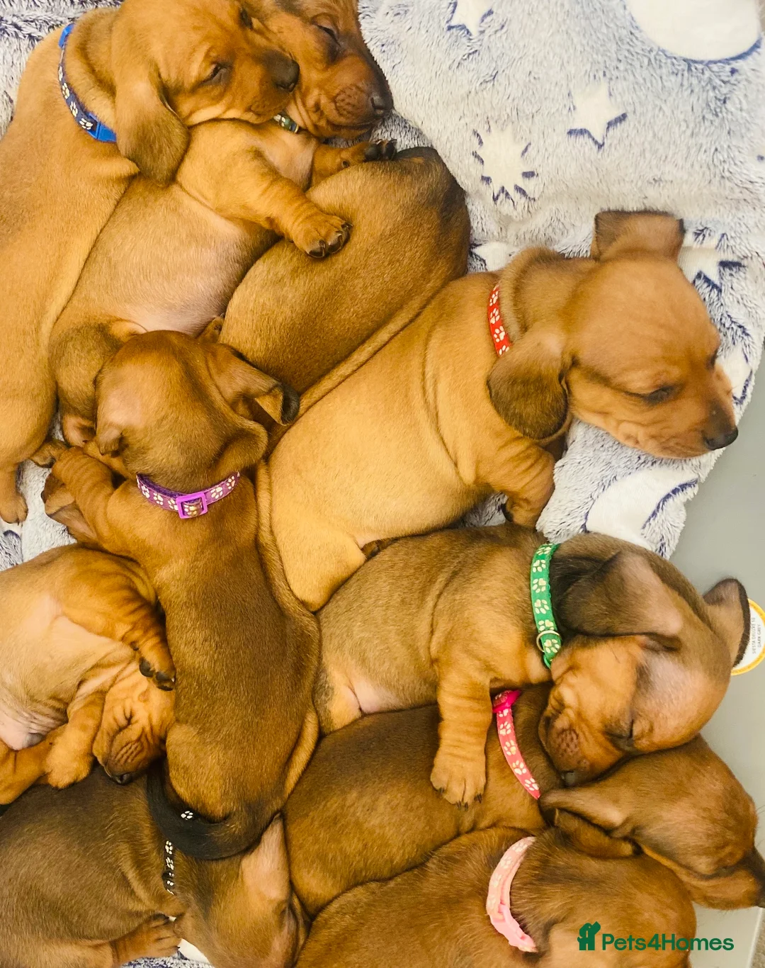 Dachshund dogs for stud: Kc registered standard smooth  in Newton Abbot - Advert 32