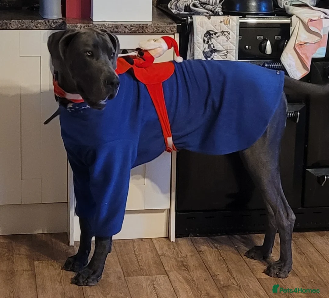Great Dane dogs for stud: Blue Great Dane for Stud  in Hexham - Advert 3