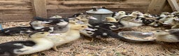 Ducks poultry for sale: Ducklings and adults available various ages  - Advert 3