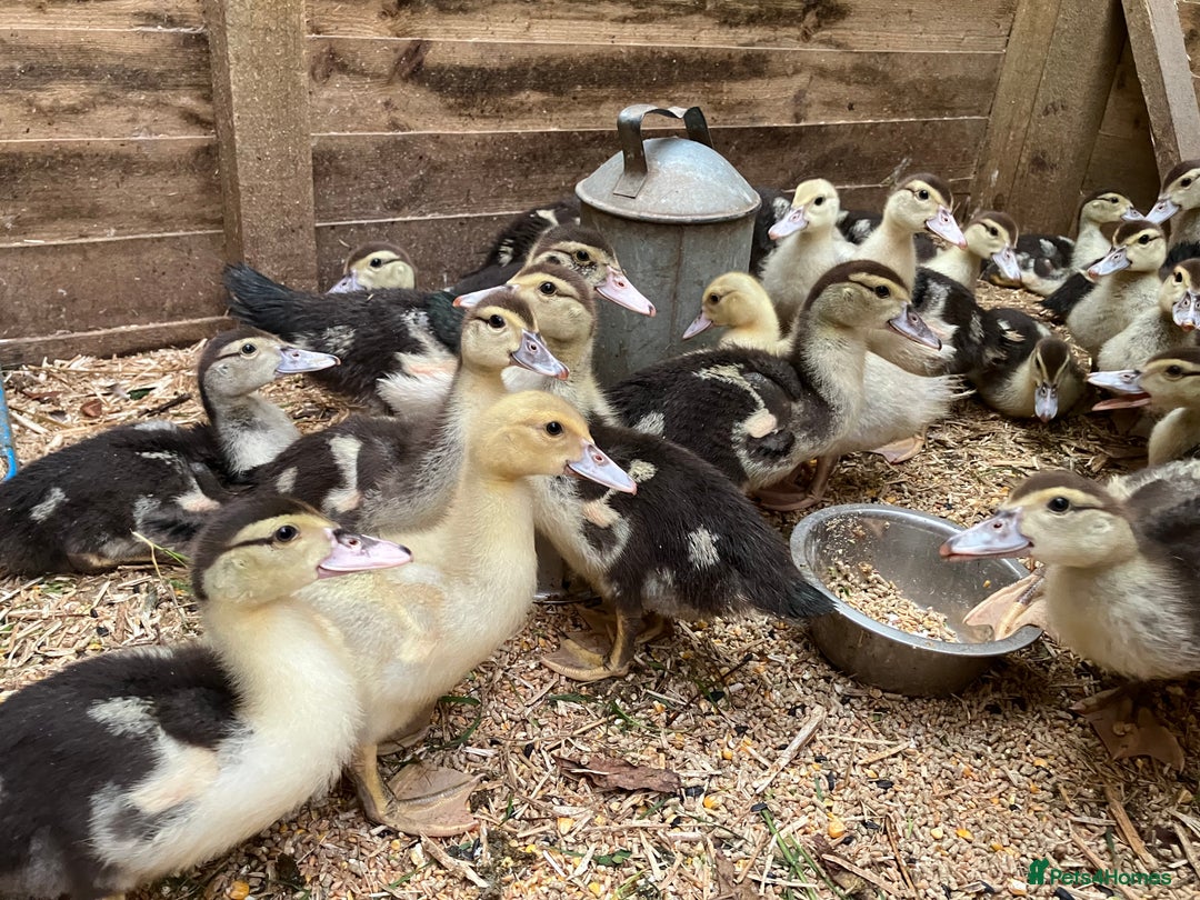 Ducks poultry for sale: Ducklings and adults available  - Image 3