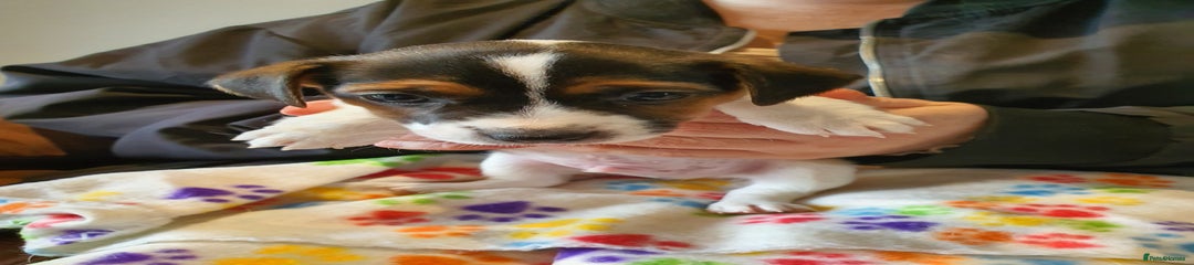 Jack Russell Puppy 2