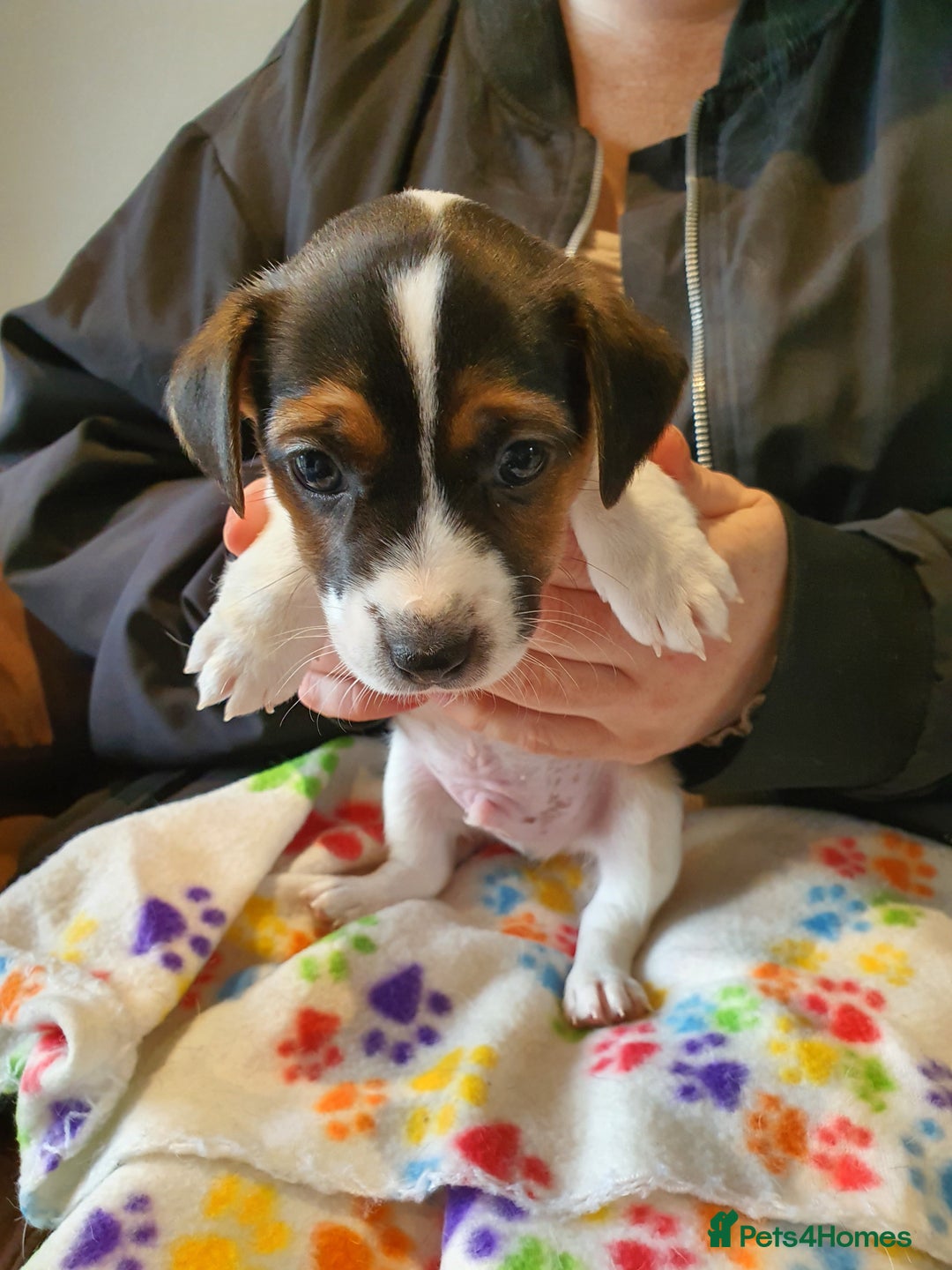 Jack Russell dogs for sale: Stunning Jack Russell Puppies  - Image 3