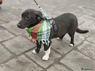 Mixed Breed dogs ❤️🐶 FISTASHKA – SHE WAITS QUIETLY… - Advert 2