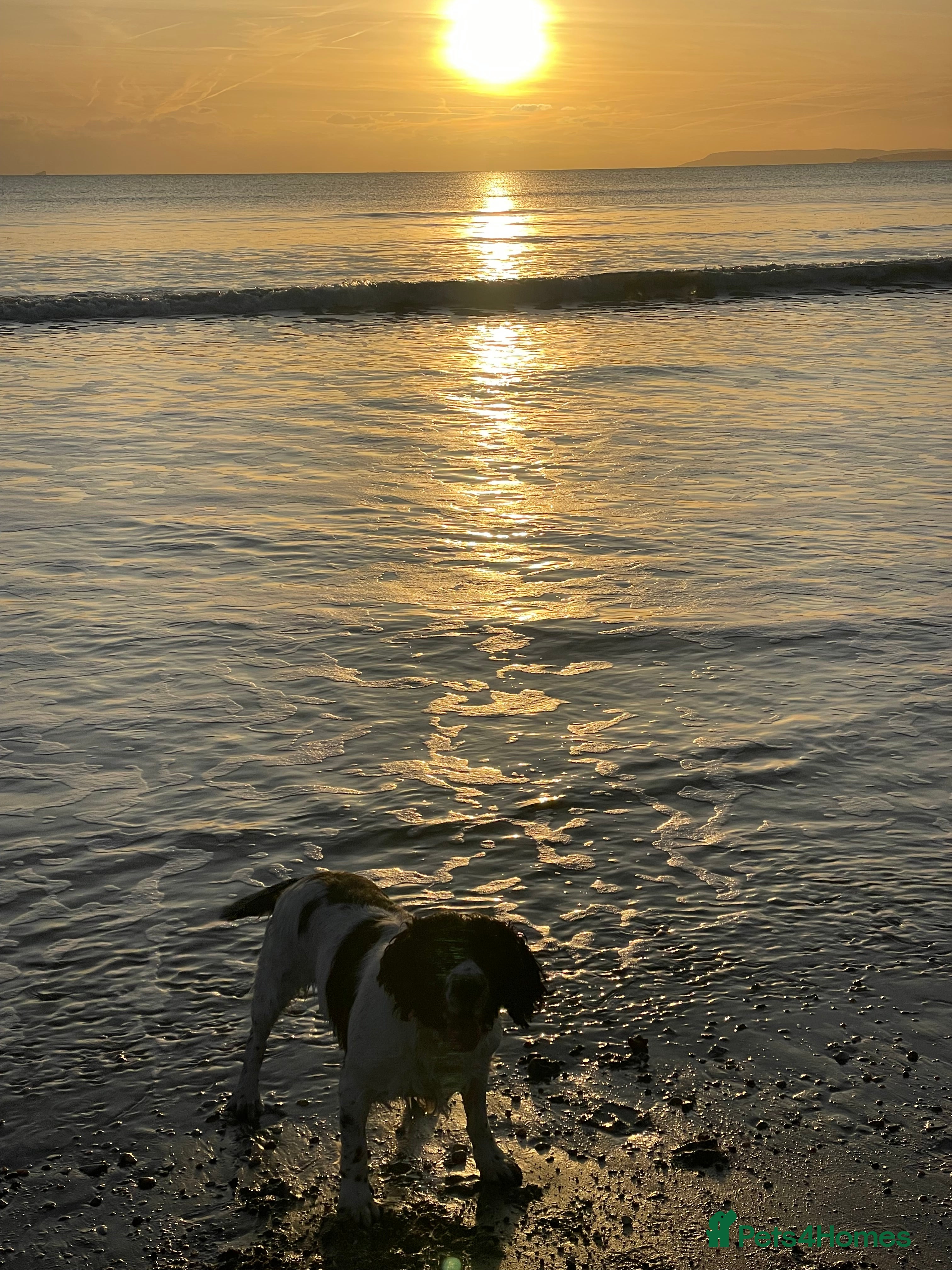 English Springer Spaniel dogs Very sad situation  - Advert 1