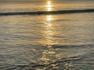 English Springer Spaniel dogs Very sad situation - Advert 1