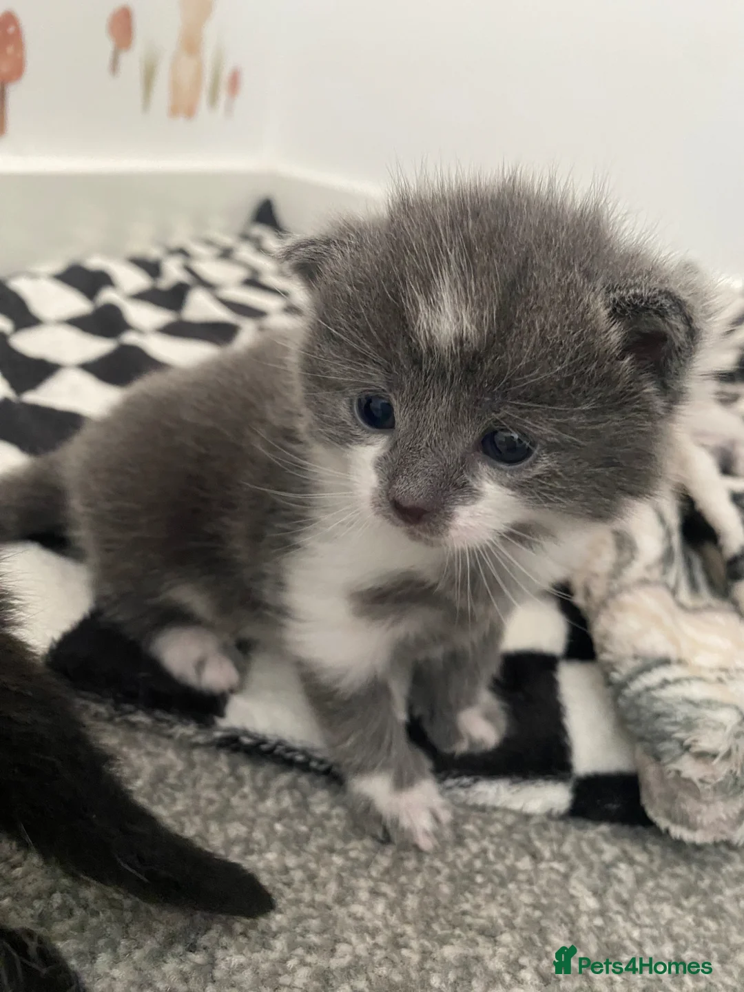 Mixed Breed cats for sale: 2 beautiful kittens for sale - Advert 5