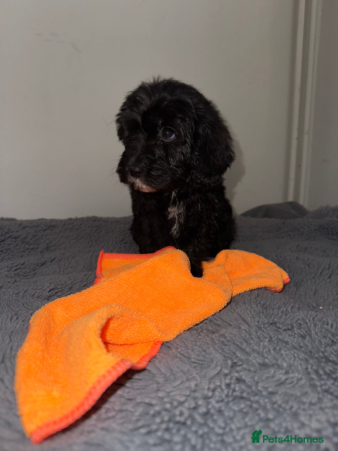 Sheepadoodle dogs for sale: Micro-mini Sheepadoodle reduced !!!!! - Image 22