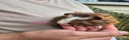 Guinea Pig rodents for sale: Guinea pigs  - Advert 13
