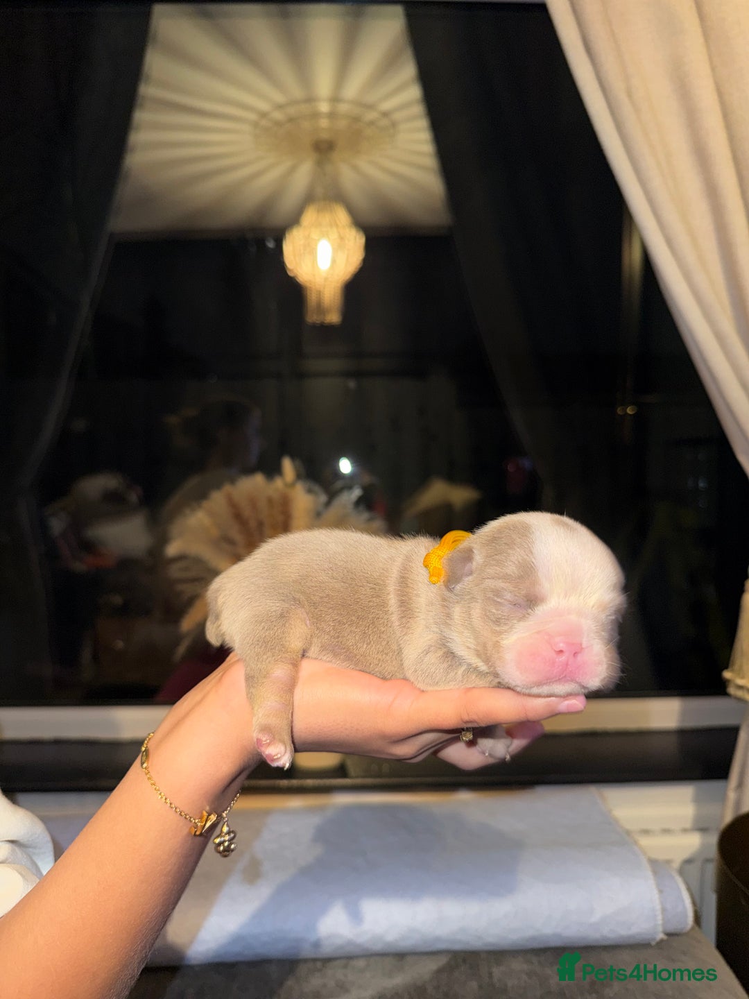 English Bulldog dogs for sale: English lilac bulldogs  - Advert 4