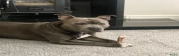 Staffordshire Bull Terrier dogs for stud: KC Registered Staffordshire Bull Terrier Stud - Advert 3