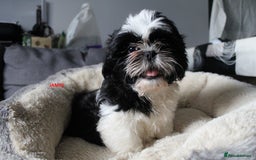 Shih Tzu dogs for sale: SHIH TZU GIRL and BOY PUPPIES TRICOLOUR READY NOW - Image 6