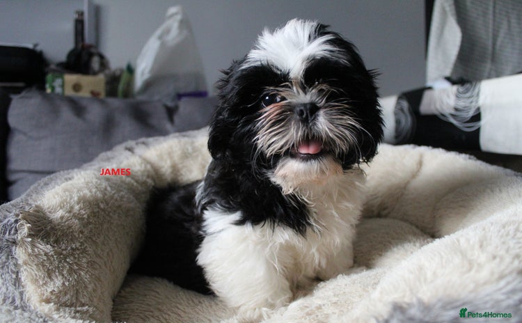 Shih Tzu dogs - Advert 6