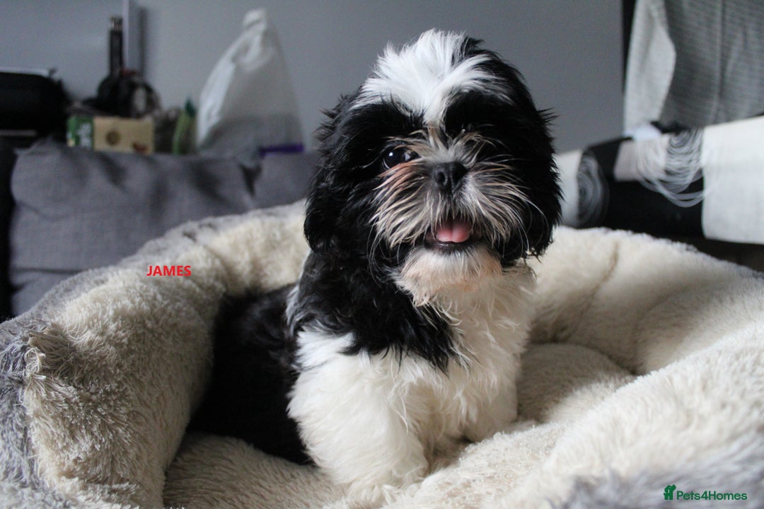Shih Tzu dogs for sale: SHIH TZU GIRL and BOY PUPPIES TRICOLOUR READY NOW - Image 6