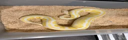 Python Snake reptiles for sale: Royal pythons  - Advert 19