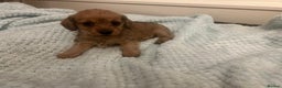 Mixed Breed dogs for sale: Maltipoo cross puppies - Advert 7