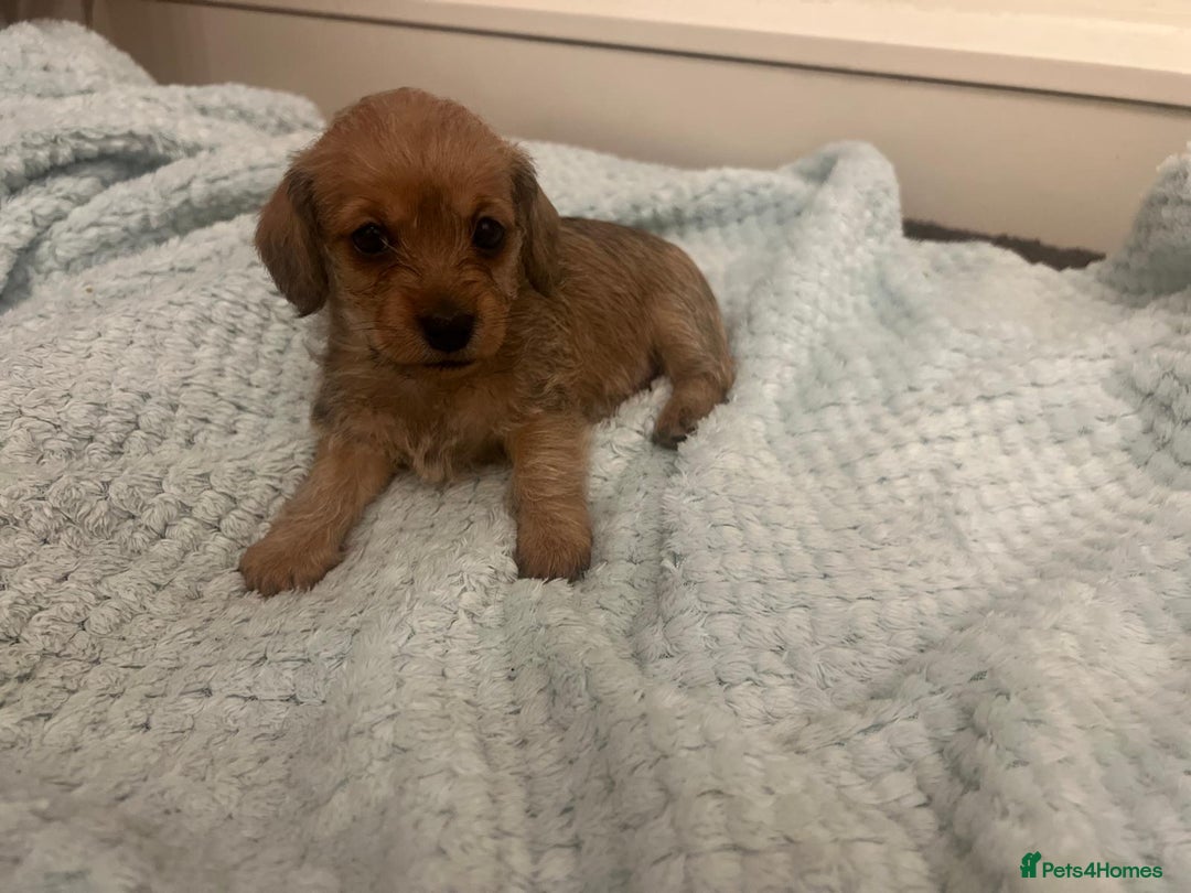 Mixed Breed dogs for sale: Maltipoo cross puppies - Advert 7