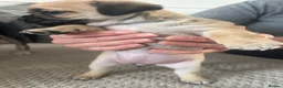 Chug dogs for sale: 5 x stunning chug puppies  - Advert 11