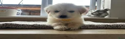 Golden Retriever dogs for sale: Gorgeous golden retriever pups - Advert 7