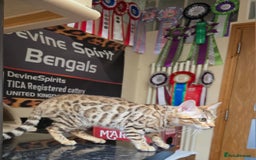 Bengal cats for sale:  Outstanding Quality Bengal kittens ready to leave - Image 15