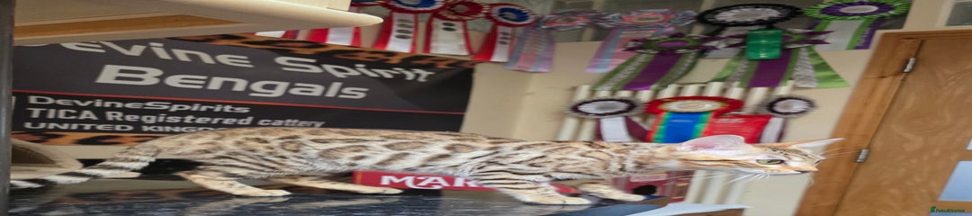 Bengal Kitten 6