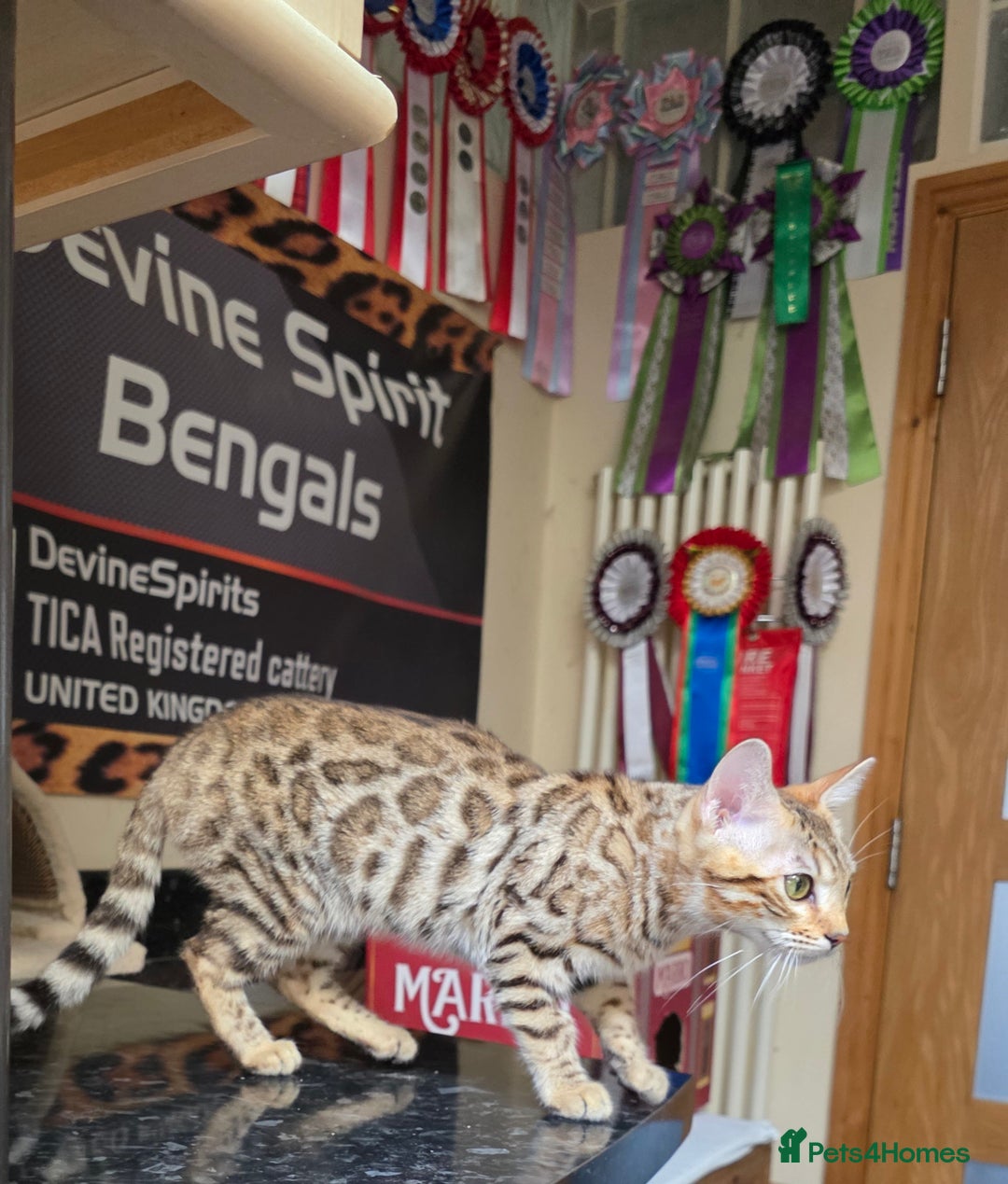 Bengal cats for sale:  Outstanding Quality Bengal kittens ready to leave - Image 15