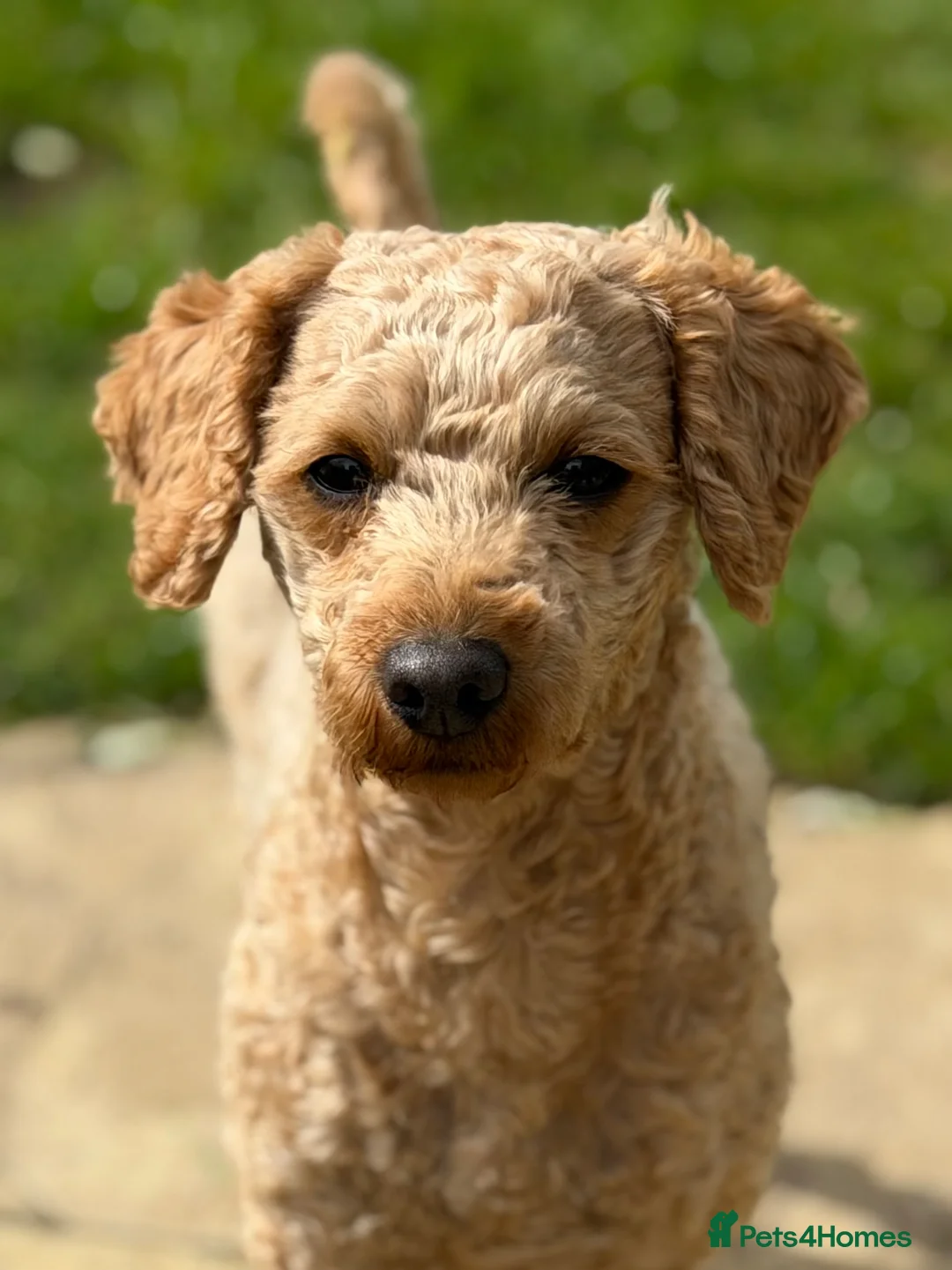 Toy Poodle dogs for stud: KC Registered Red Toy Poodle Fully DNA Tested - Advert 1