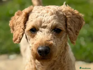 Toy Poodle dogs KC Registered Red Toy Poodle Fully DNA Tested - Advert 4