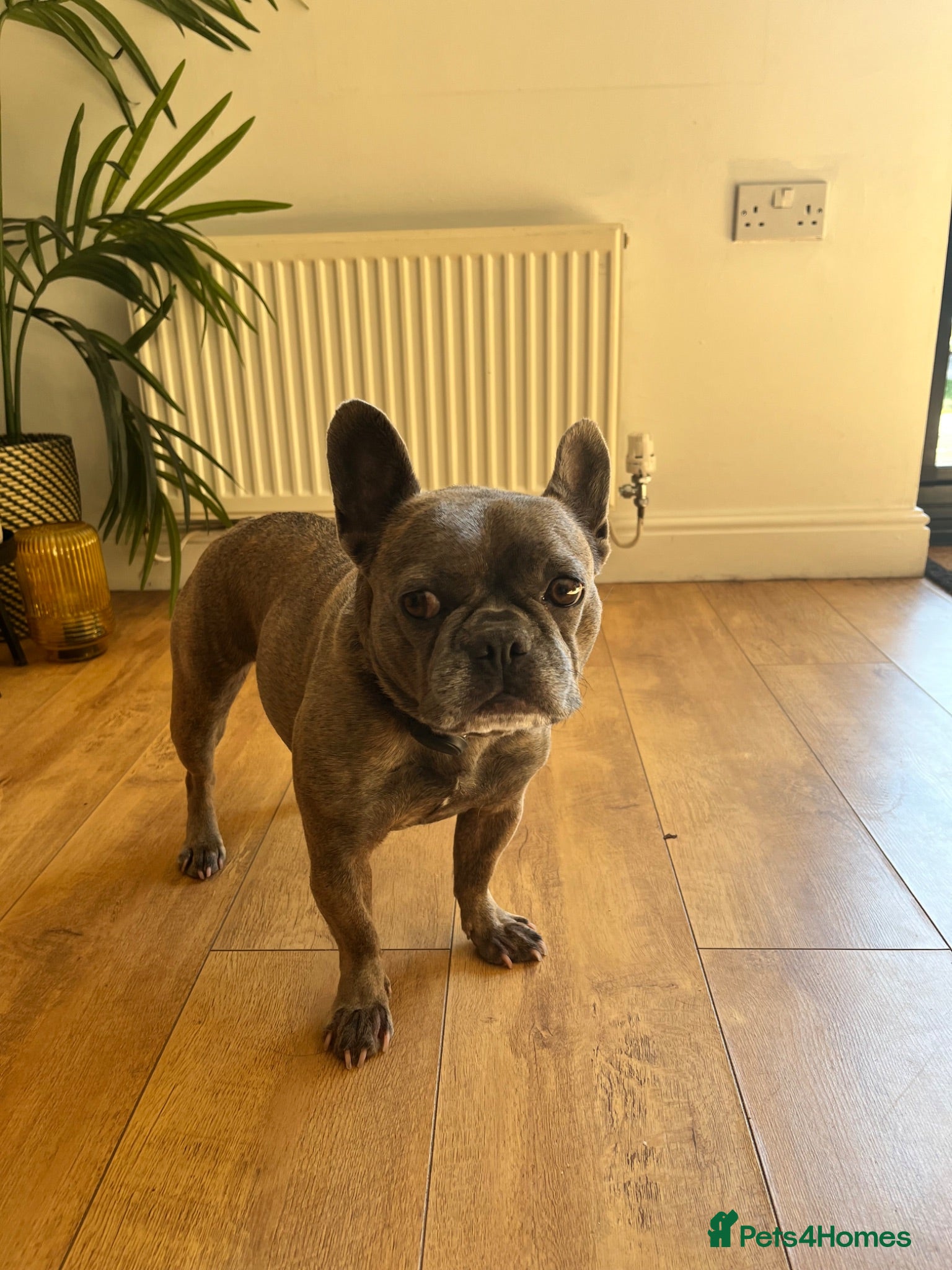 French Bulldog dogs Gigi - French bulldog  - Advert 5