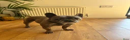 French Bulldog dogs for sale: Gigi - French bulldog  - Advert 1