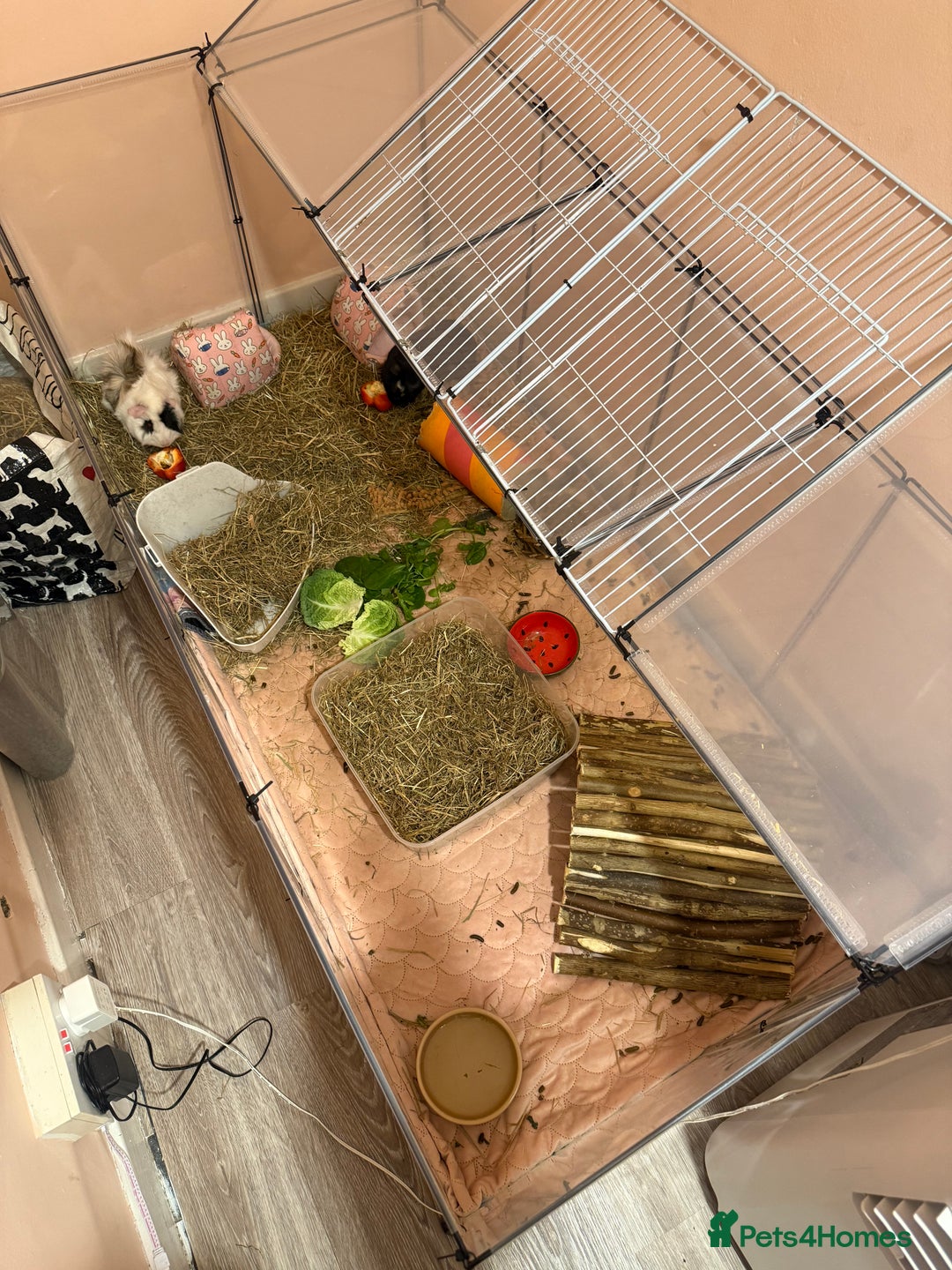 Guinea Pig rodents for sale: 2 male guinea pigs  - Image 4