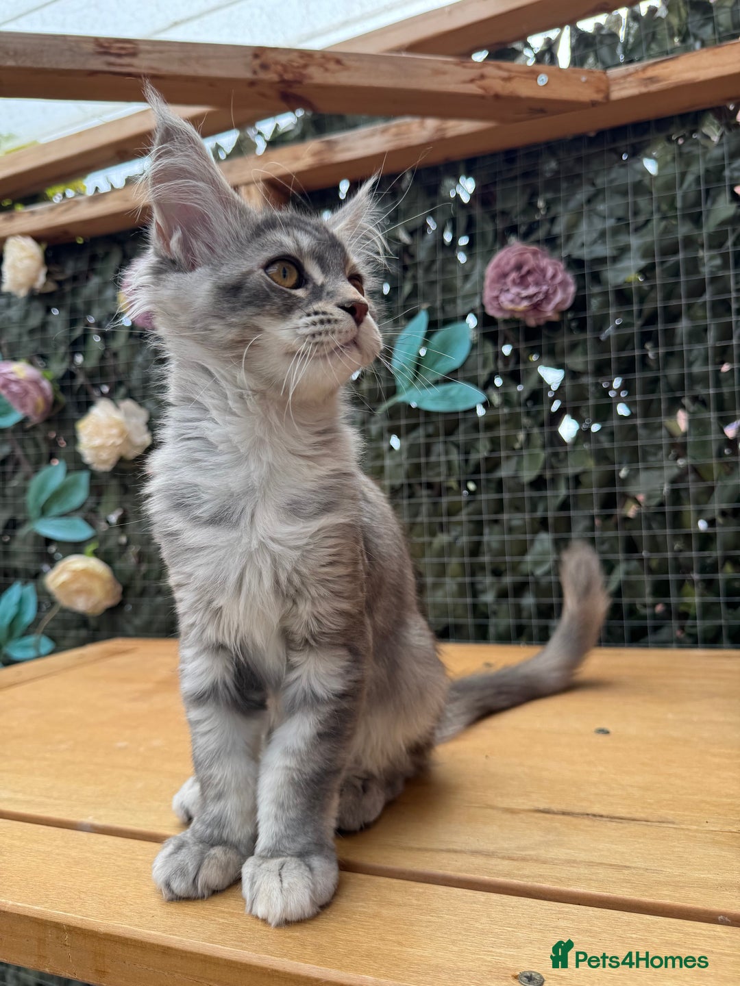 Maine Coon cats for sale: Russian bloodline Maine Coon Kittens 20+Gen! 🏆 - Image 10