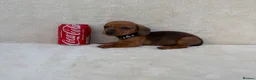 Miniature Dachshund dogs for sale: Dachshund puppies 3 boys 3 girls KC registered - Advert 18