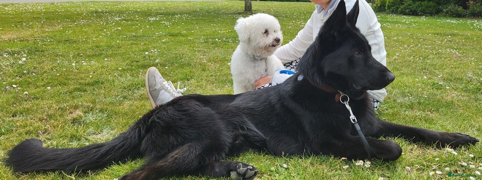 German Shepherd dogs NEW HOME NEEDED - Advert 2