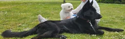 German Shepherd dogs for sale: NEW HOME NEEDED - Advert 1