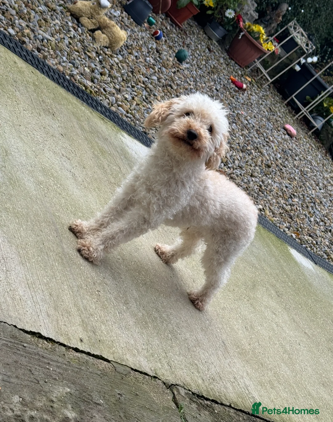Miniature Poodle dogs for sale: Miniature Poodle Puppies 🐩🐩 - Advert 2