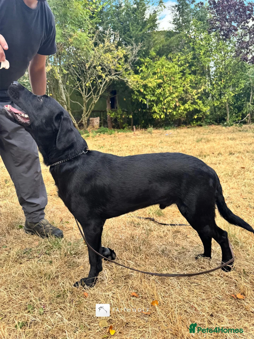 Labrador Retriever dogs for sale: Ace - Fully Trained Family Pet Labrador - Advert 5