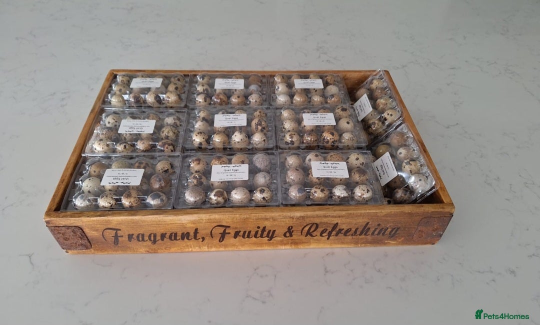 Mixed Breed birds for sale: Fertile Coturnix quail eggs x 12 for hatching - Advert 3