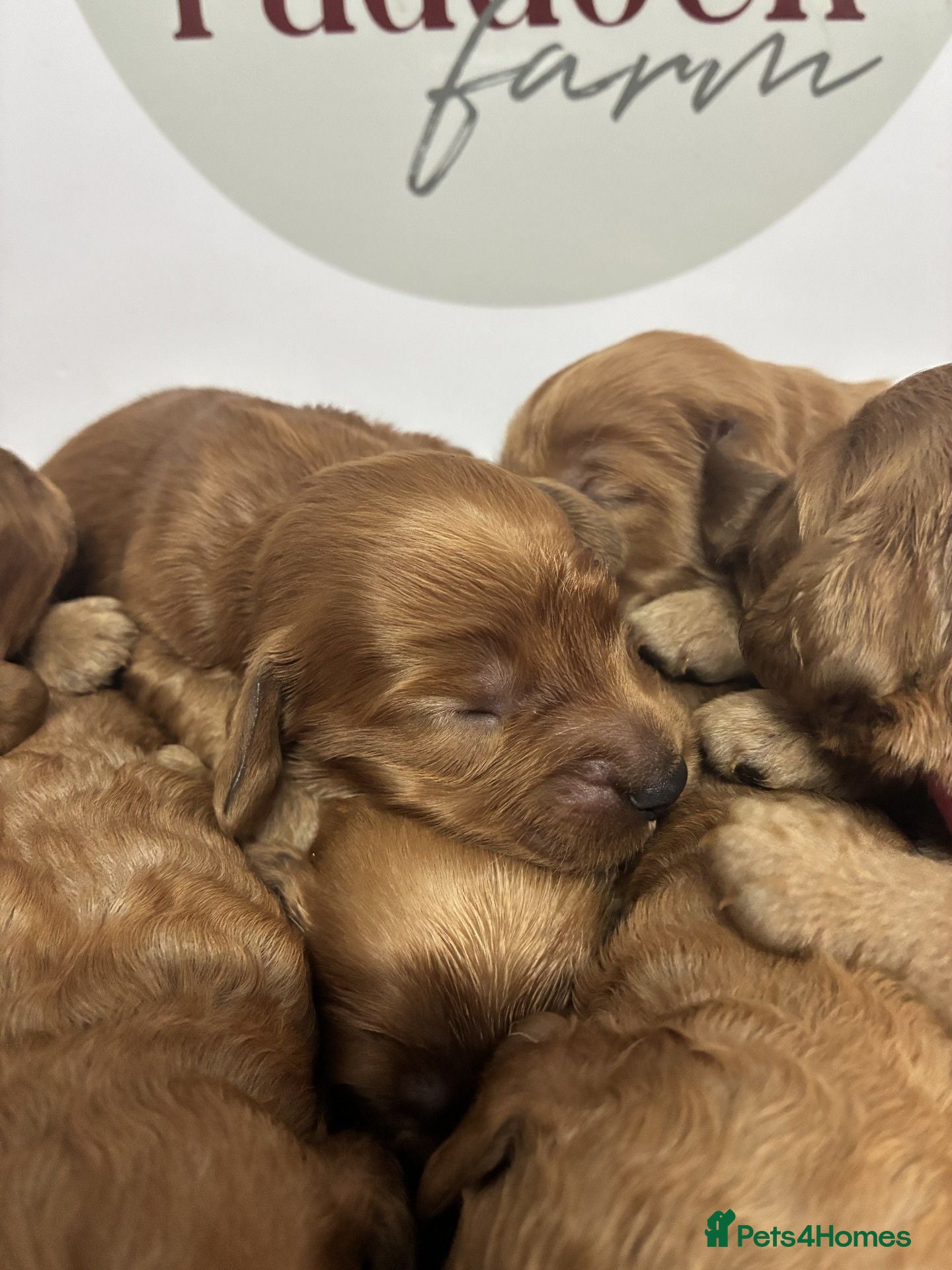 Cavapoo dogs ✨ Lovely Cavapoo puppies ✨ - Advert 2