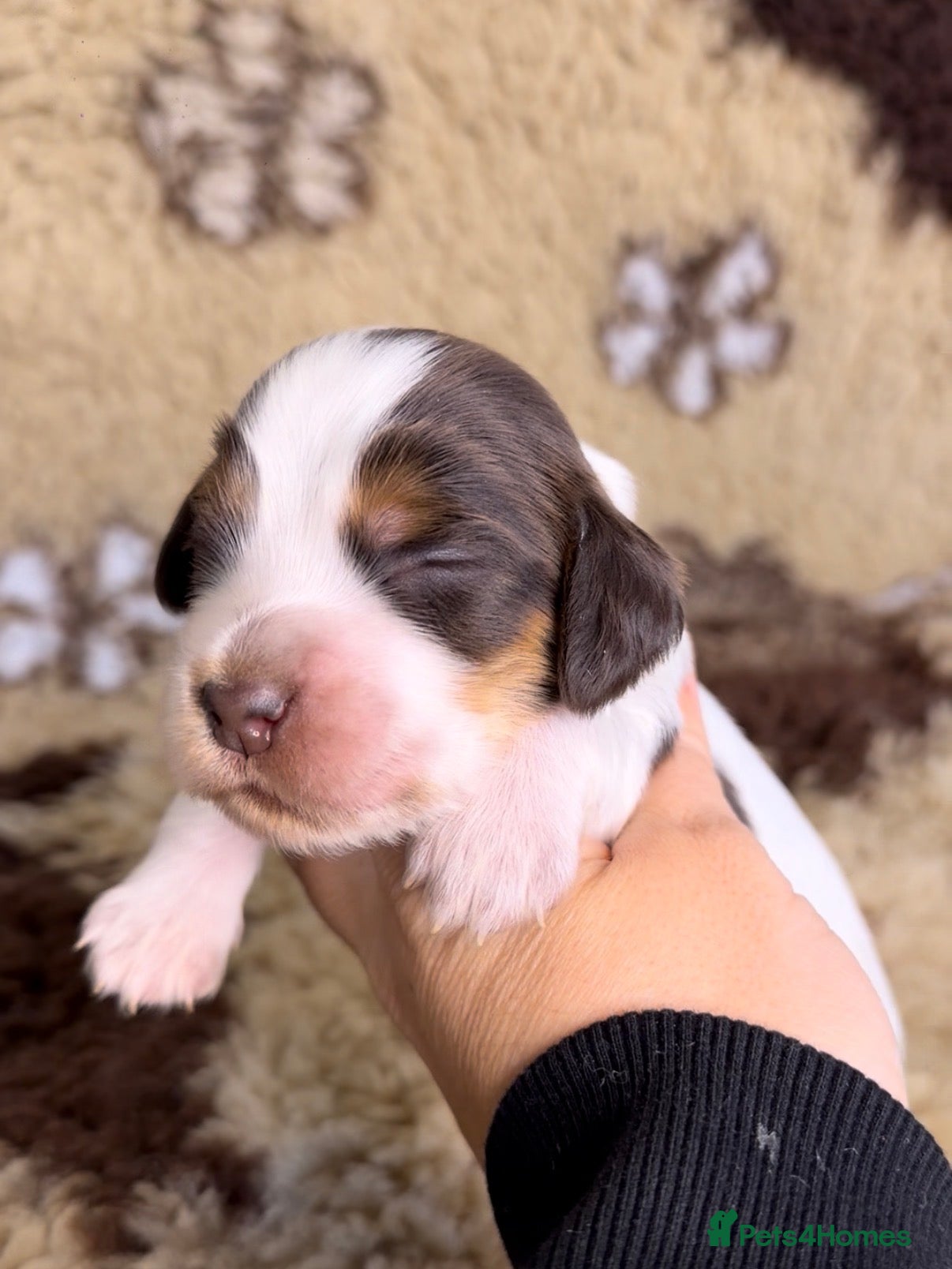 Cocker Spaniel dogs TRUE TO TYPE SHOW COCKER SPANIELS - Advert 2