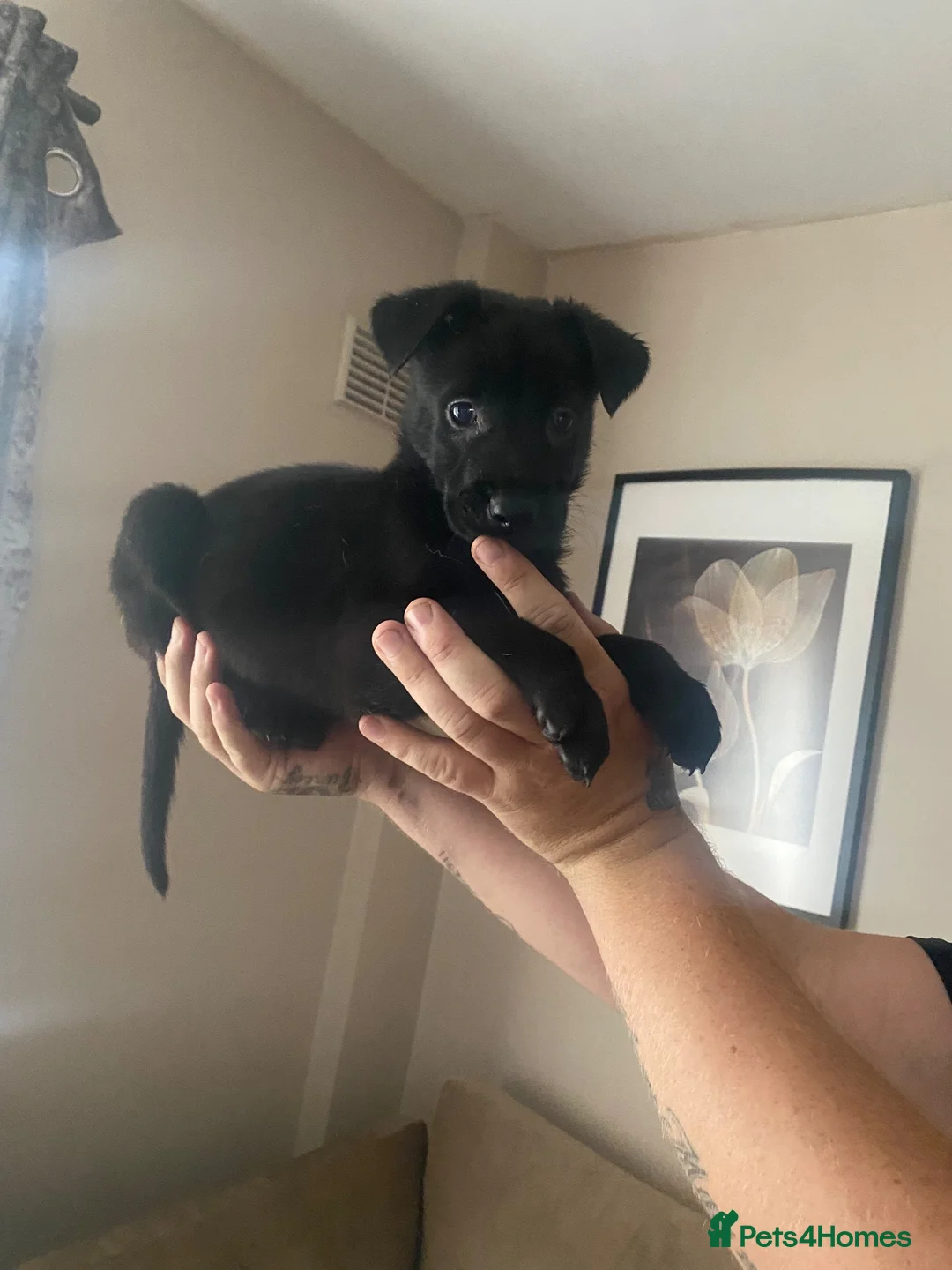Mixed Breed dogs for sale: Looking for there forever home  in Tipton - Advert 12