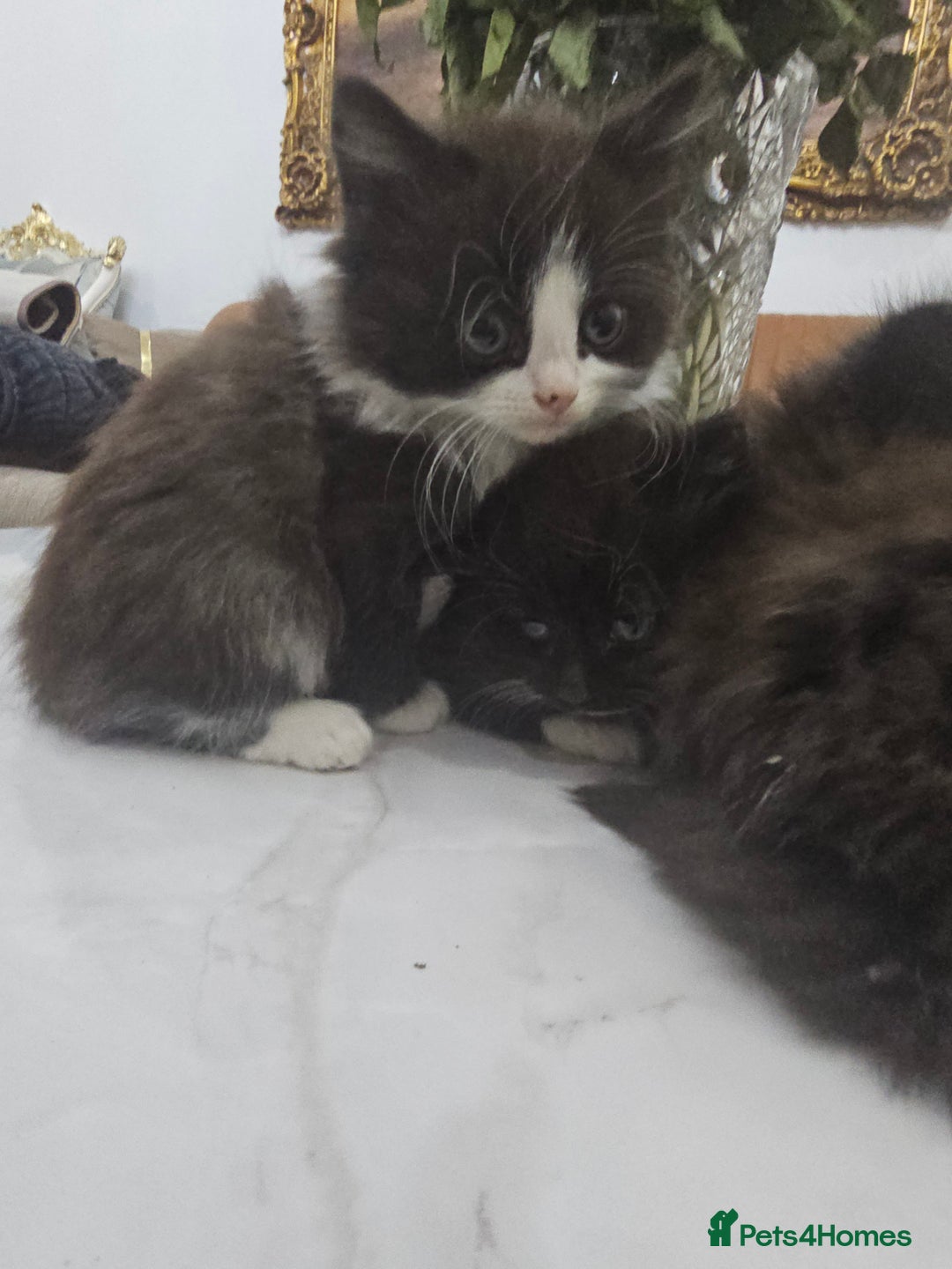 Persian cats for sale: Adorable half perian kittens available now,  - Advert 12