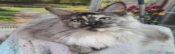 Maine Coon cats for sale: Gorgeous Tortie Smoke Maine Coon - Advert 1