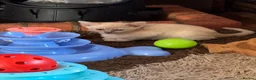 Burmese cats for sale: Gorgeous Playful Loving Burmese Kittens  - Advert 5