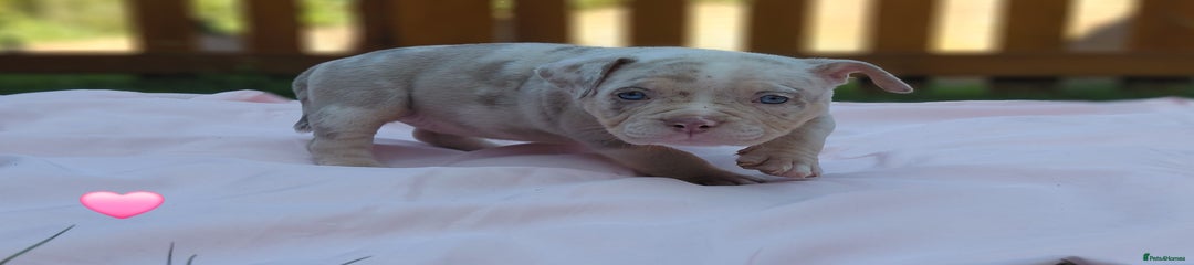 American Bully Puppy 8