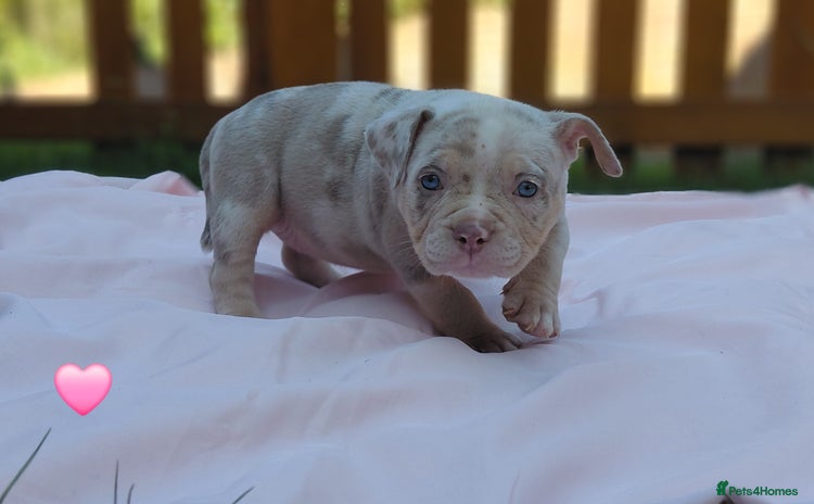 American Bully dogs - Advert 1