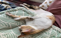 Mixed Breed cats for adoption: PUDDING -INTELLIGENT- CHEEKY GIRL THAT ENTERTAINS - Image 8