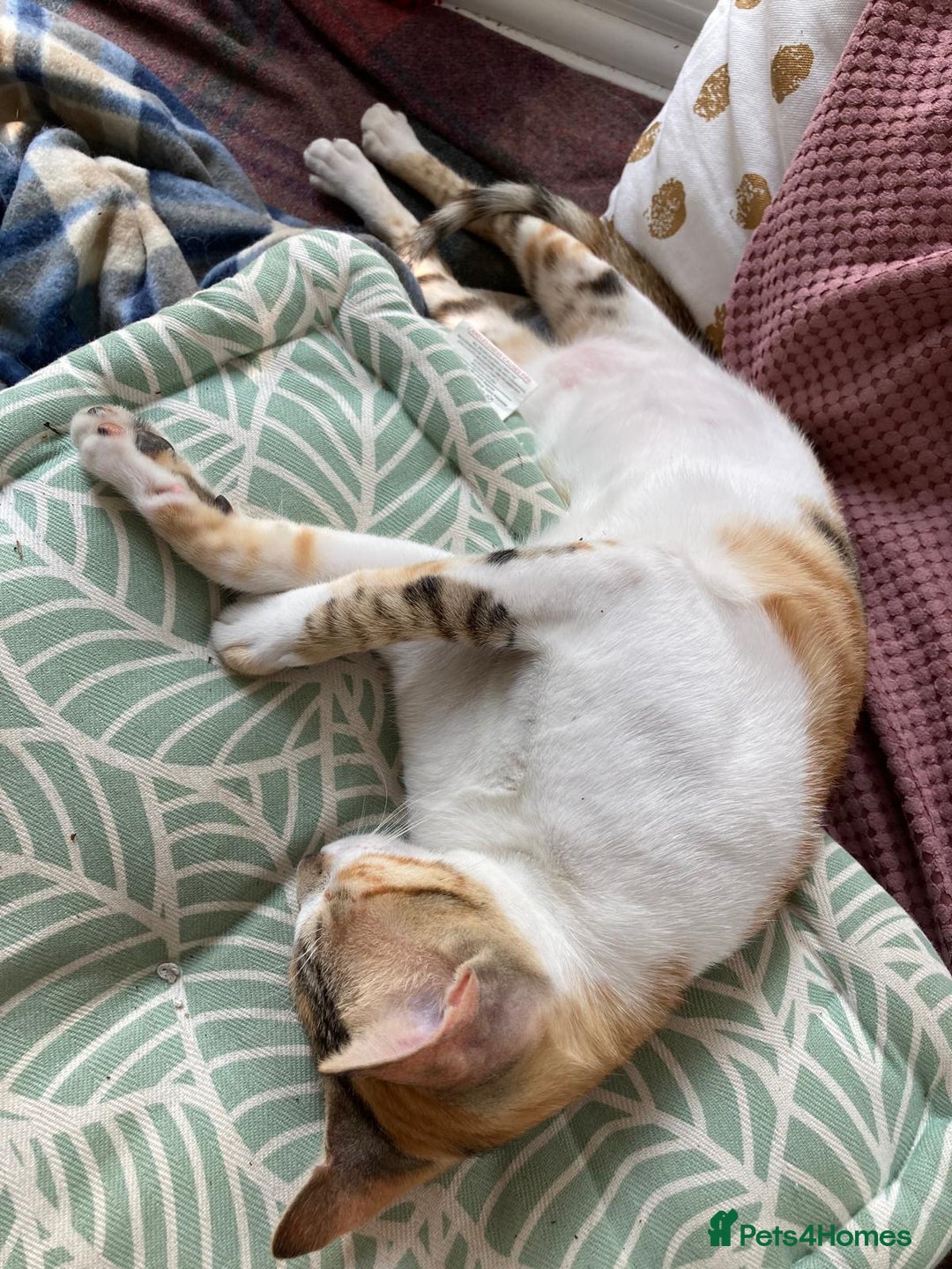 Mixed Breed cats for adoption: PUDDING -INTELLIGENT- CHEEKY GIRL THAT ENTERTAINS - Image 8