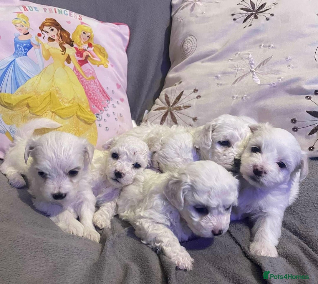 Maltese dogs for sale: Stunning Purebred Maltese Puppies Ready 17th Sept - Image 4