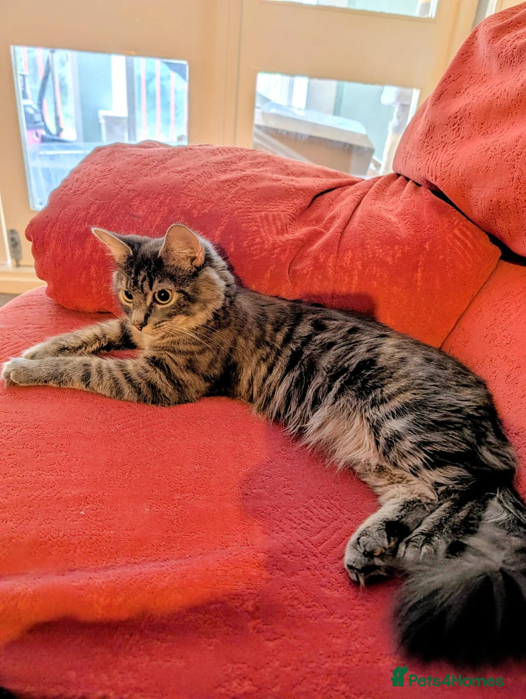 Mixed Breed cats for sale: Fluffy longhaired grey and white tabby  - Advert 2